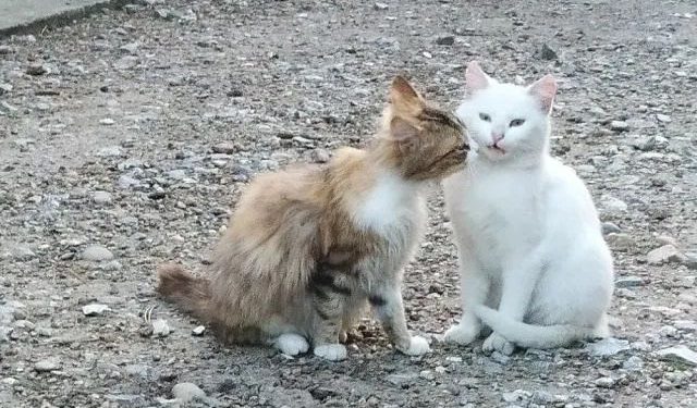 The cat wanted to kiss the companion, but the companion vomited after smelling it!