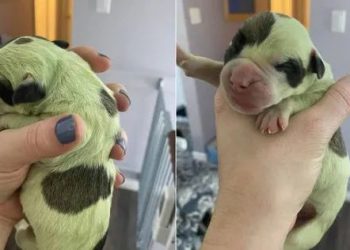 Dog mother gave birth to 8 babies, which are “rare fluorescent green”…