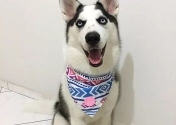 I came across a super handsome Siberian Husky, but take a closer look~