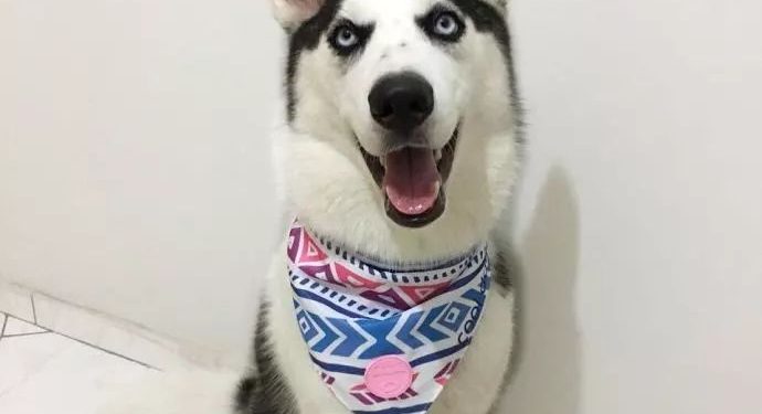 I came across a super handsome Siberian Husky, but take a closer look~