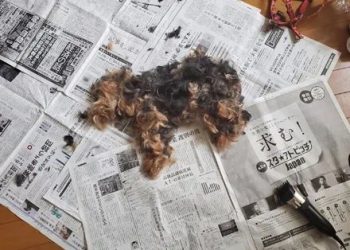 Suddenly there is a dog in the house, and the dog is instantly jealous, but in fact it is deceived!