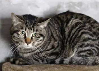 What is the character of the Chinese LiHua cat?