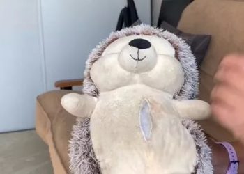 The dog bit the doll and it was stunned when the owner stitched it up!