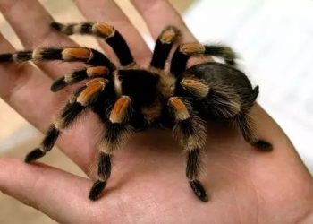 Get up close and personal with your pets!