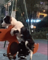 This puppy has mastered the essence of toy cars