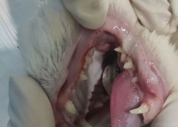 Do pet dogs and cats need to have their teeth cleaned?