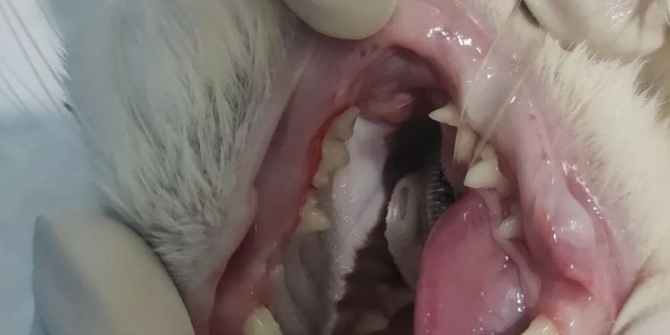 Do pet dogs and cats need to have their teeth cleaned?