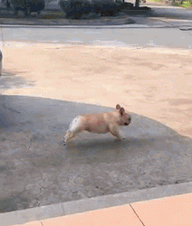 Is this a professional racing dog?