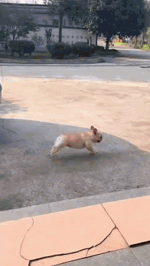 Is this a professional racing dog?