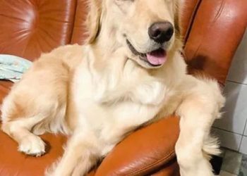 The golden retriever sticks his head out of the balcony to greet the owner every day, and netizens laugh and turn: it has become a tourist attraction!