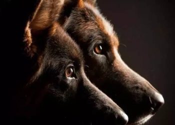 Dogs can “smell” their owner’s mood