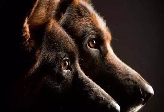 Dogs can “smell” their owner’s mood