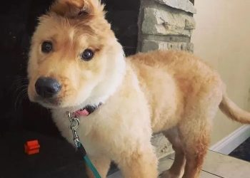 A dog with one ear has gained a group of fans because of its strange appearance…