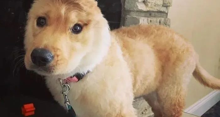 A dog with one ear has gained a group of fans because of its strange appearance…