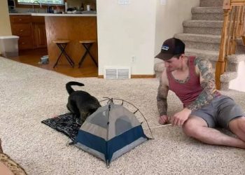 Bought a small tent for the cat, the cat likes it very much, and it was crushed in less than a second!
