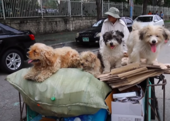 The scavenger man adopted 5 stray dogs. The meager income was only enough for food and clothing, but he was respected by the whole town