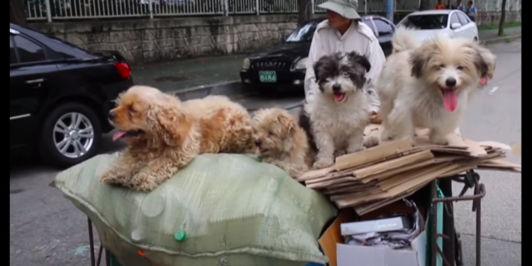 The scavenger man adopted 5 stray dogs. The meager income was only enough for food and clothing, but he was respected by the whole town