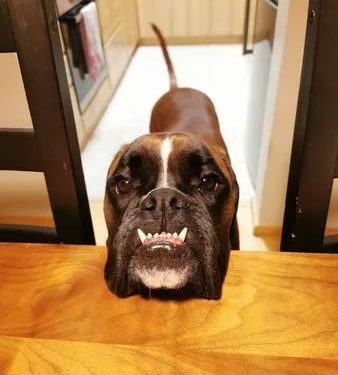 Dog and owner play mobile phones together