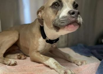 The tragic childhood of a stray dog