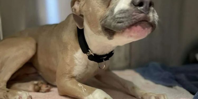 The tragic childhood of a stray dog