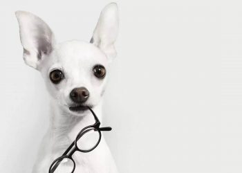 Common sense of pet deworming