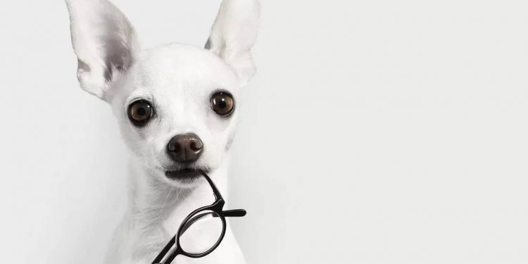 Common sense of pet deworming