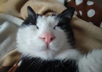 Netizens shared photos of their cats after they fell asleep: Ugly selection contest!