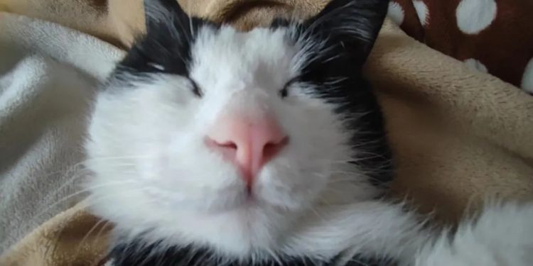 Netizens shared photos of their cats after they fell asleep: Ugly selection contest!
