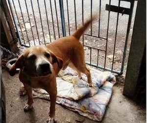 The dog realizes that he is about to die, and he is reluctant to leave his master and act like a spoiled child!