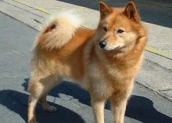 Pet dog: Finnish Pomeranian Spitz