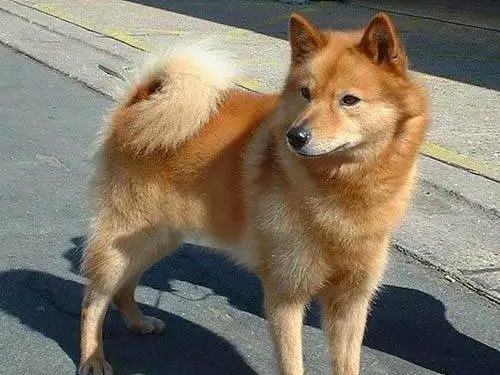 Pet dog: Finnish Pomeranian Spitz