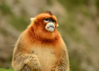 Why can monkeys with such high IQs be unable to replace cats and dogs as pets?