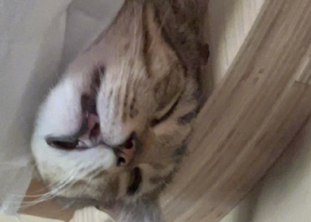 When the cat learns to video chat… Hahaha the picture is so exciting!