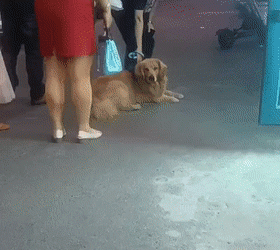 The dog squatted at the food stall and didn’t want to leave~
