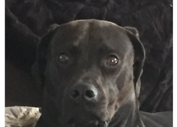 After my dog saw me naked…