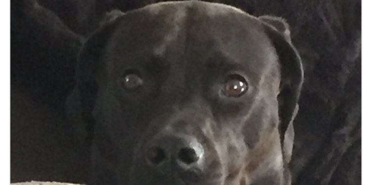 After my dog saw me naked…