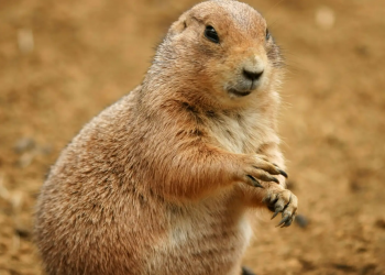 Can groundhogs be pets?