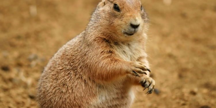 Can groundhogs be pets?