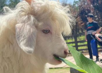 The handsome sheep that came out of the comics