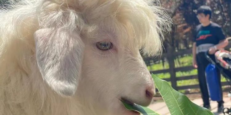 The handsome sheep that came out of the comics