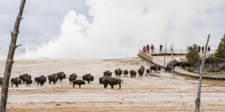 2nd Tourist In 3 Days Gored By Bison At Yellowstone National Park