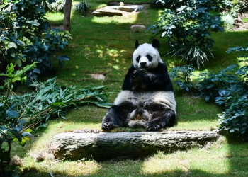 Longest-living male giant panda in captivity An An dies at 35