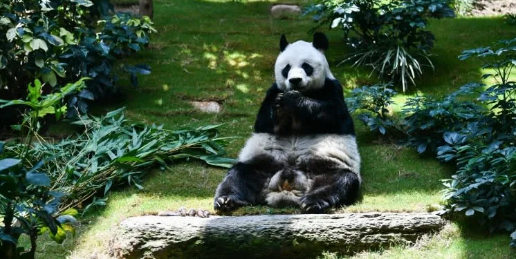Longest-living male giant panda in captivity An An dies at 35