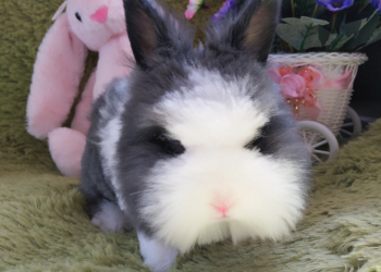 Are rabbits suitable for pets?