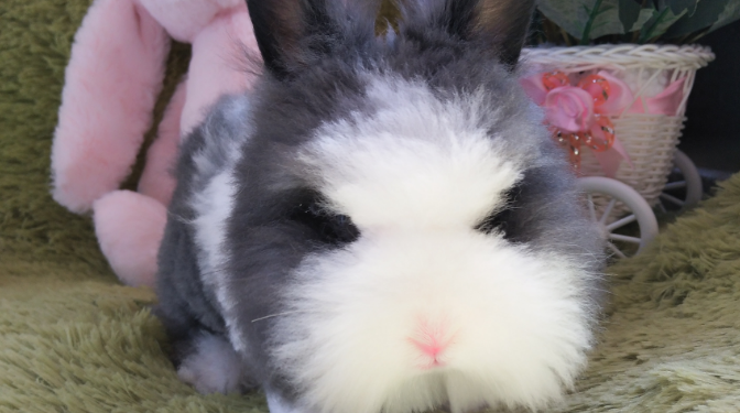 Are rabbits suitable for pets?