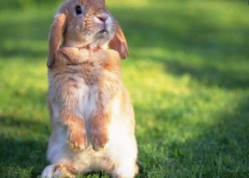 What do rabbits eat to die? Rabbit fasts irritating things