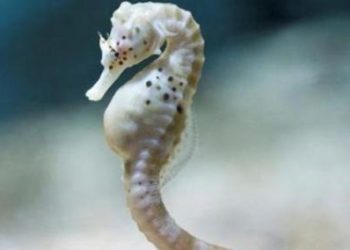 Some very strange pets in the world~