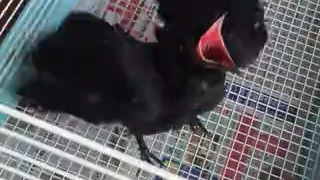 How to keep a pet crow?