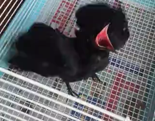 How to keep a pet crow?