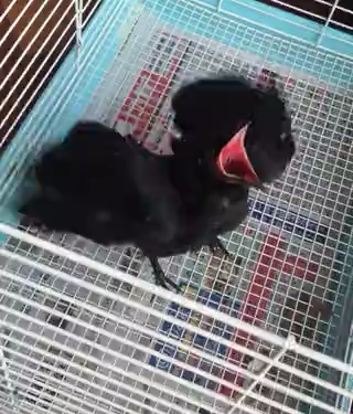 How to keep a pet crow?